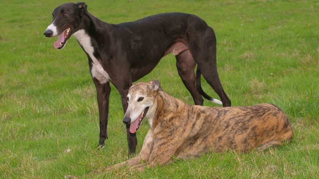 Greyhound