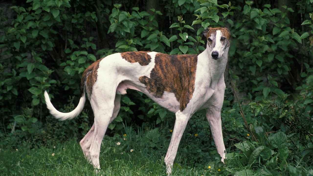 Greyhound