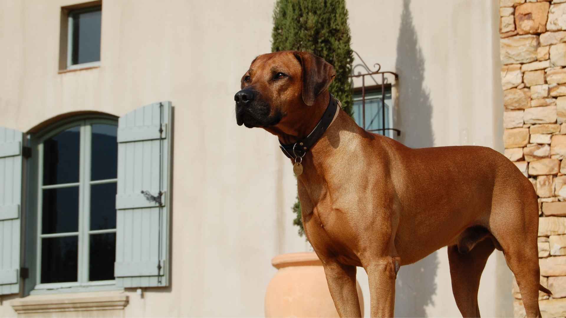 Guard Dog Breeds For Protecting Suburban Families