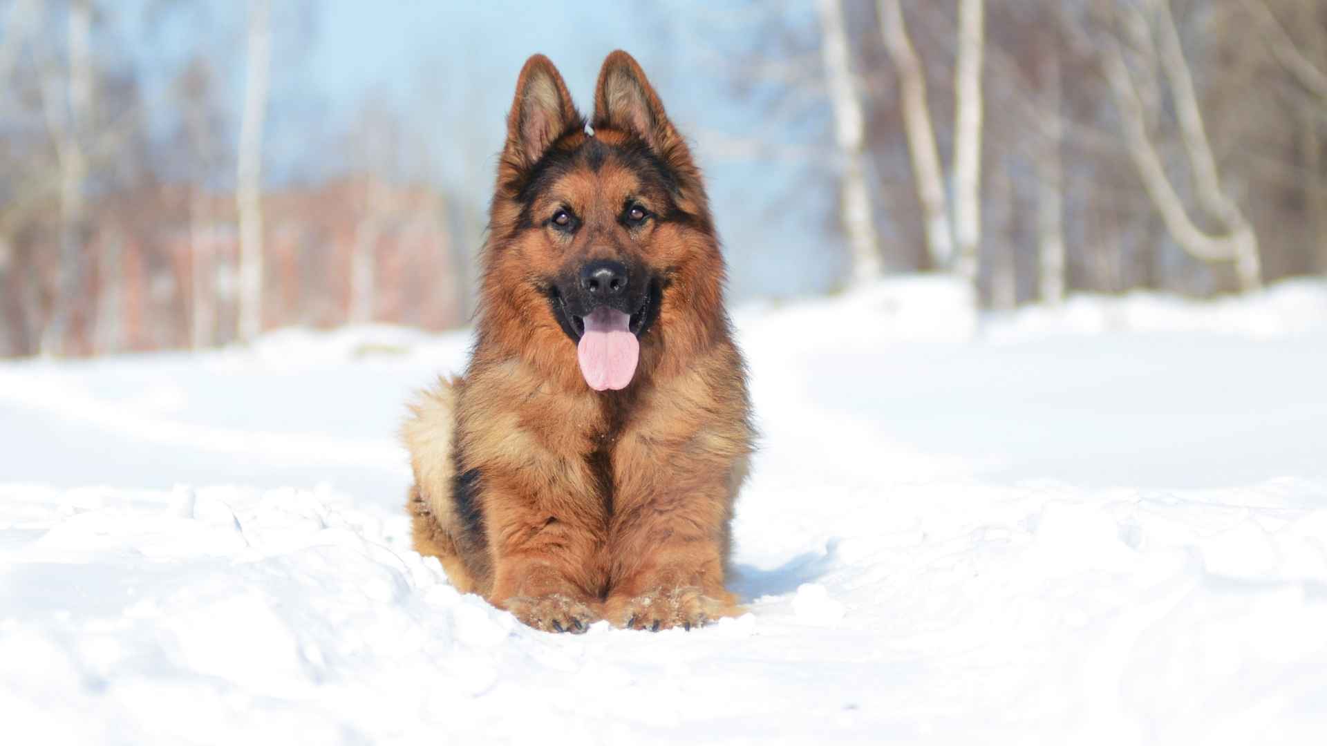 Guard Dog Breeds for Winter That Offer Maximum Protection