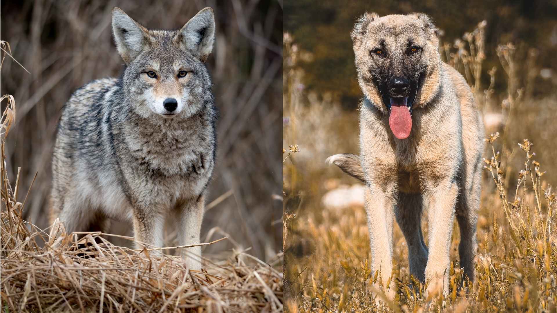 Guard Dog Breeds to Protect Against Coyotes