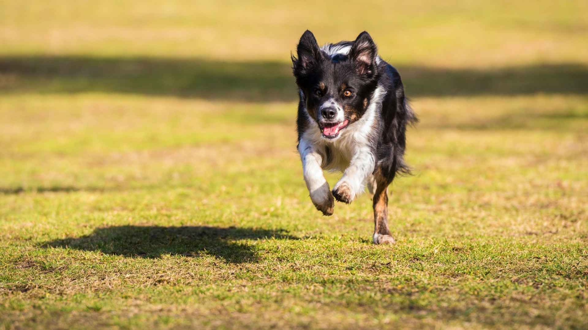 Guard Dog Breeds with Low Prey Drive