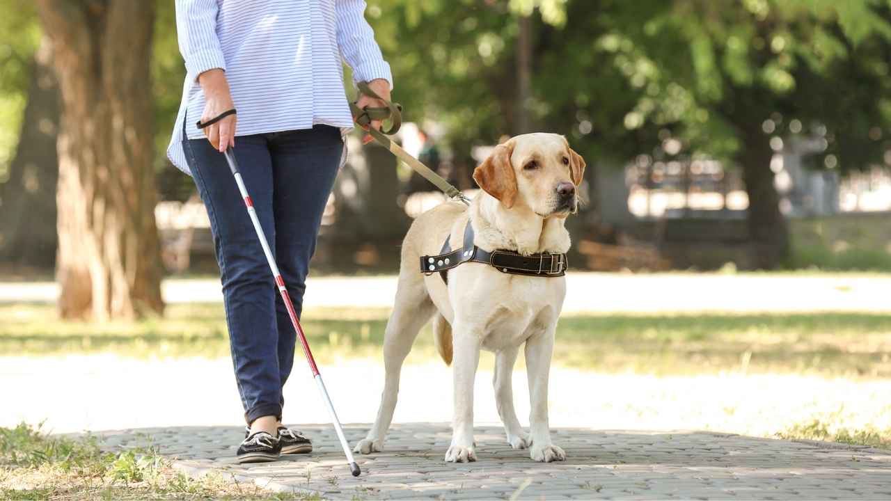 Guide Dog Breeds