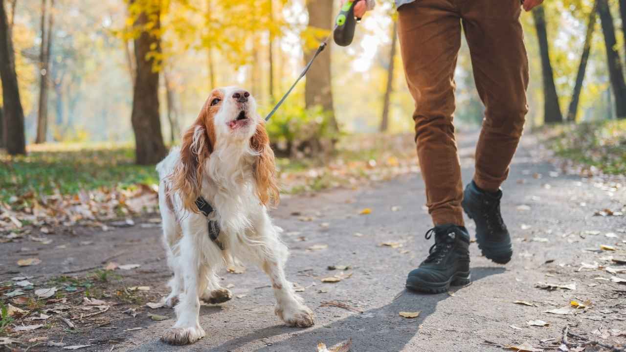 Hardest Dog Breeds