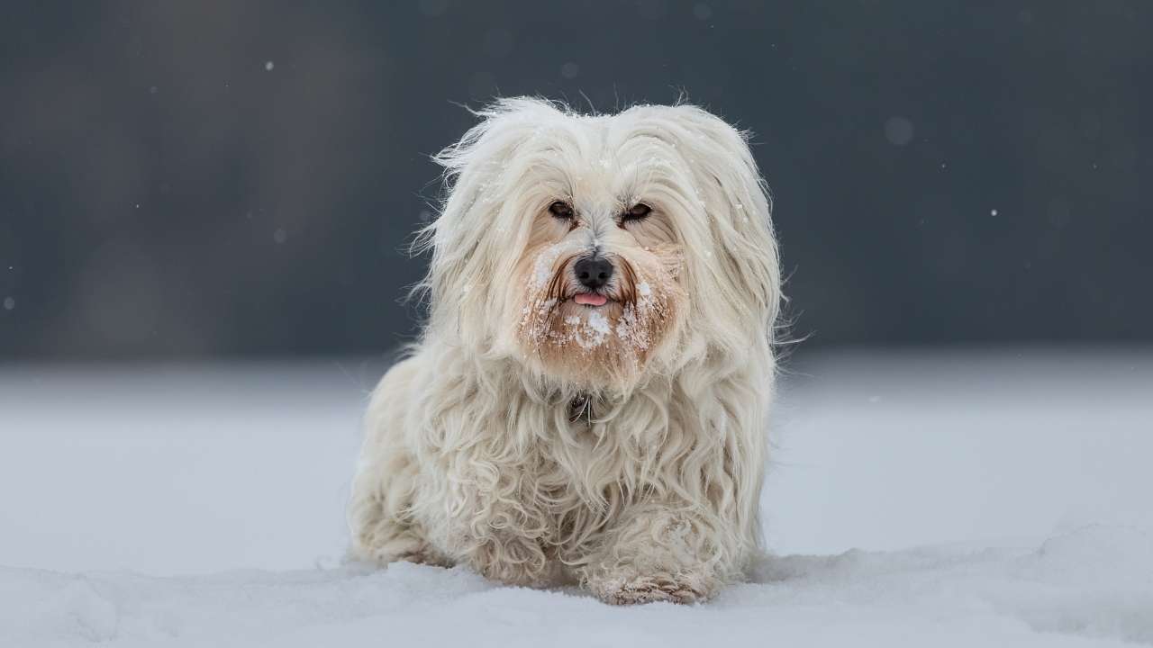 Havanese