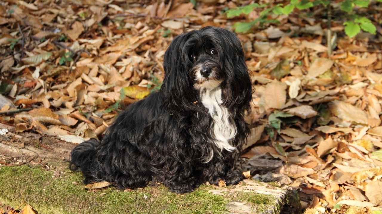 Havanese