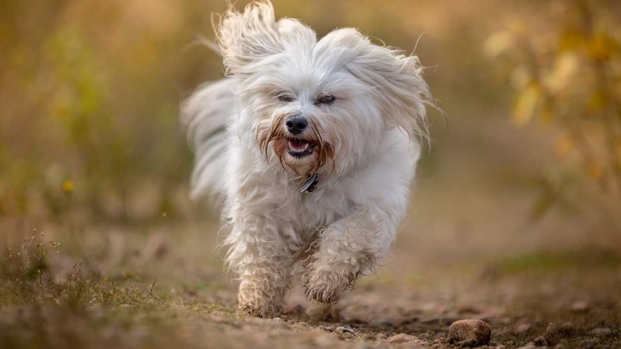 Havanese