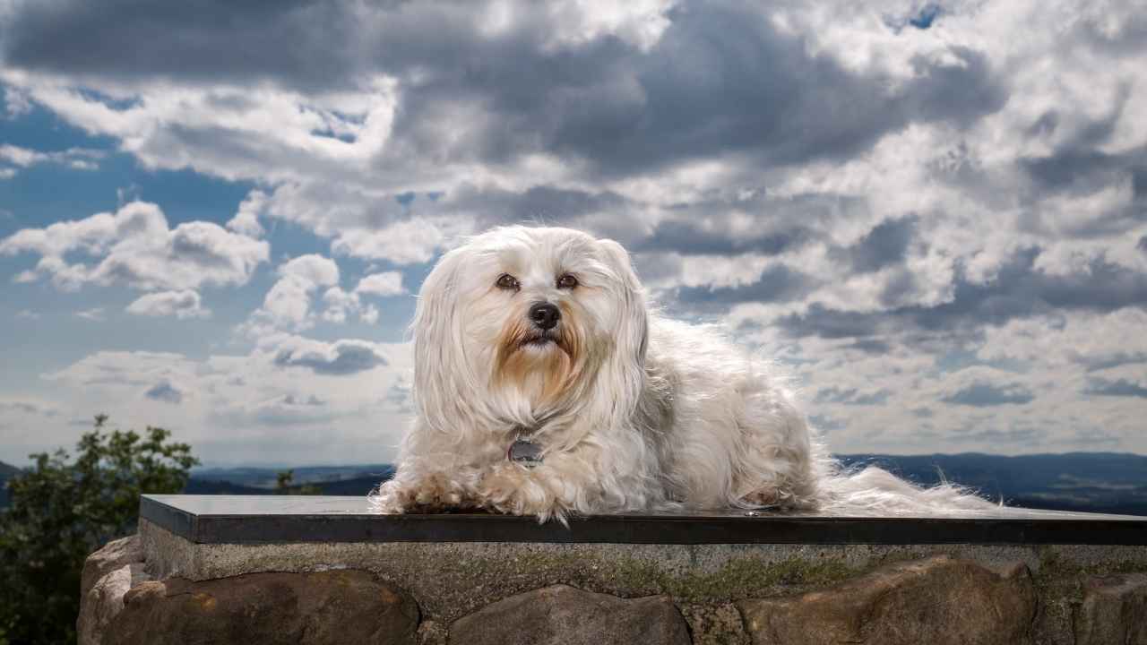 Havanese