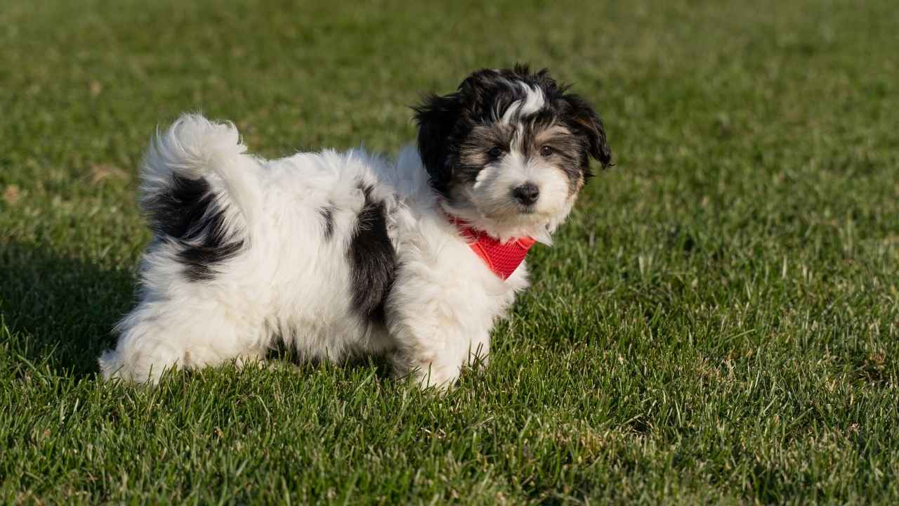 Havanese