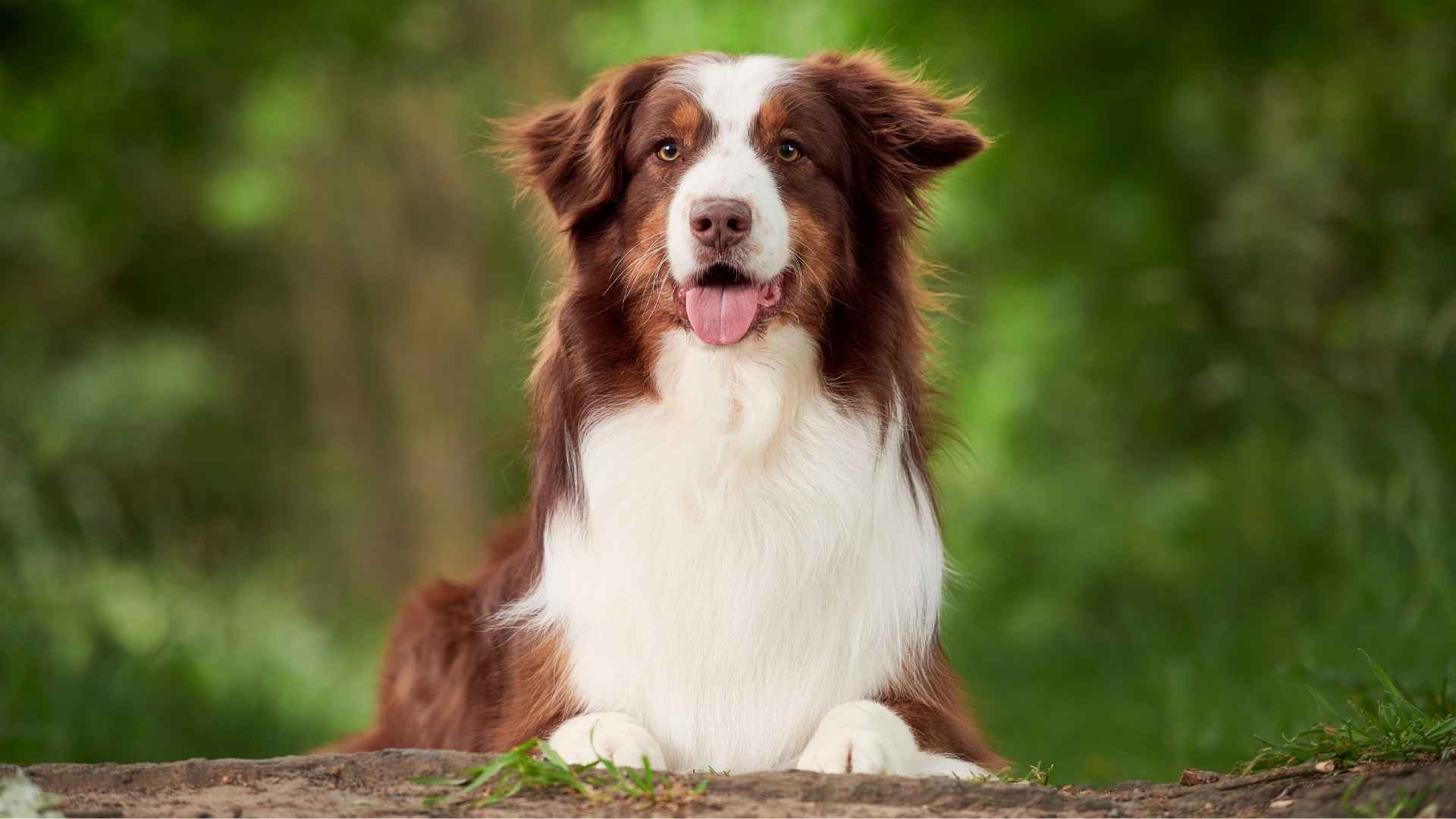 Healthiest Dog Breeds 1