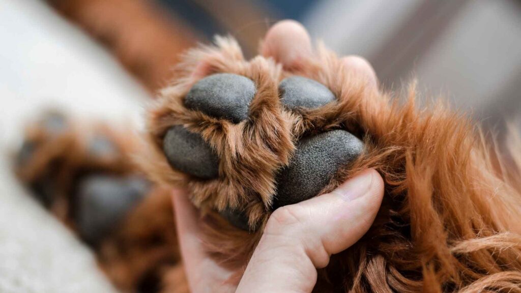 How to Care for Your Dogs Paws in Ash Covered or Burnt Areas 2