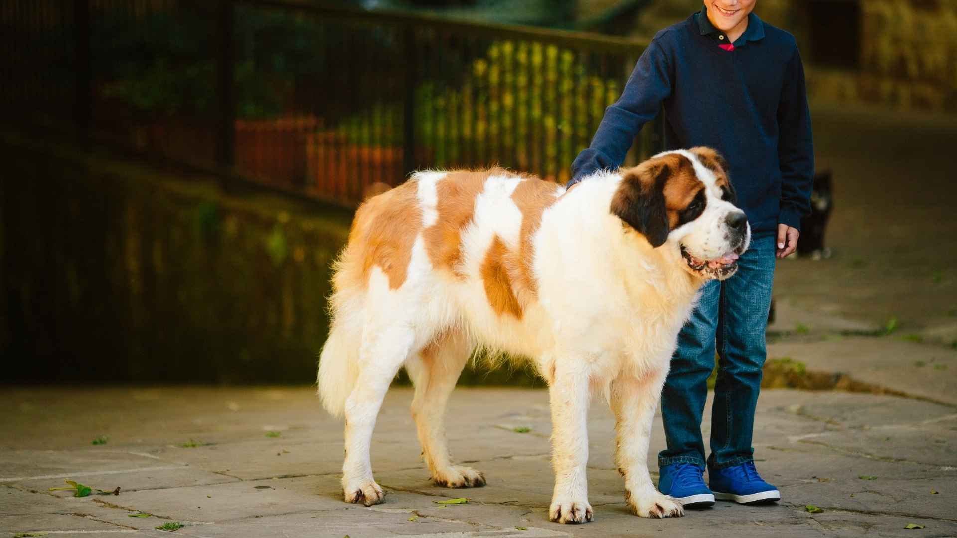 Huge Dog Breeds With Surprisingly Gentle Personalities Youll Love