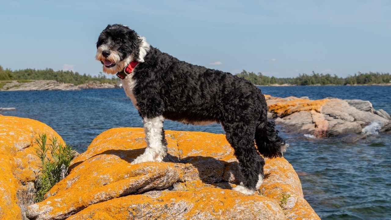 Hypoallergenic Water Dog Breeds