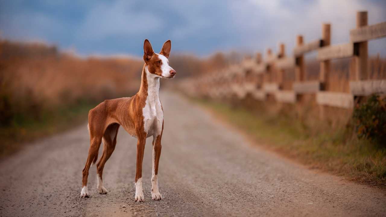 Ibizan Hound