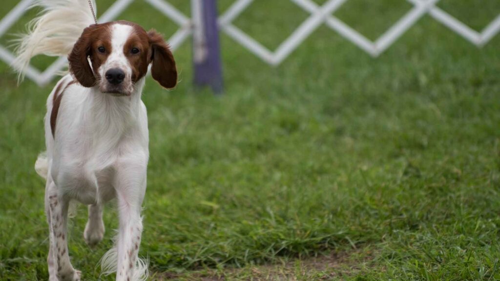  Irish Red and White Setter