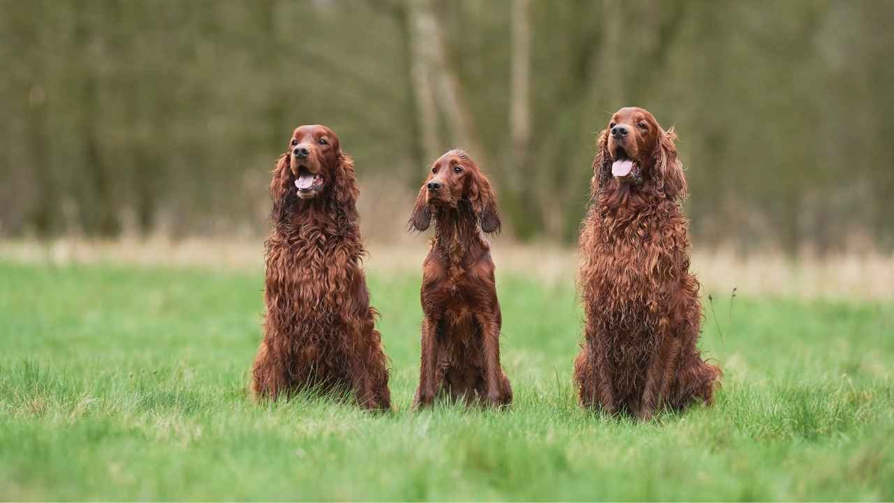 Irish Setter