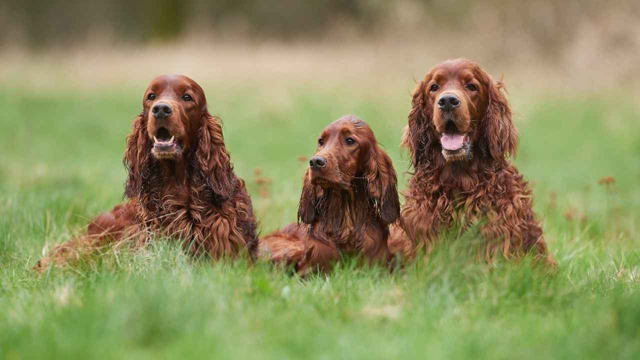 Irish Setter