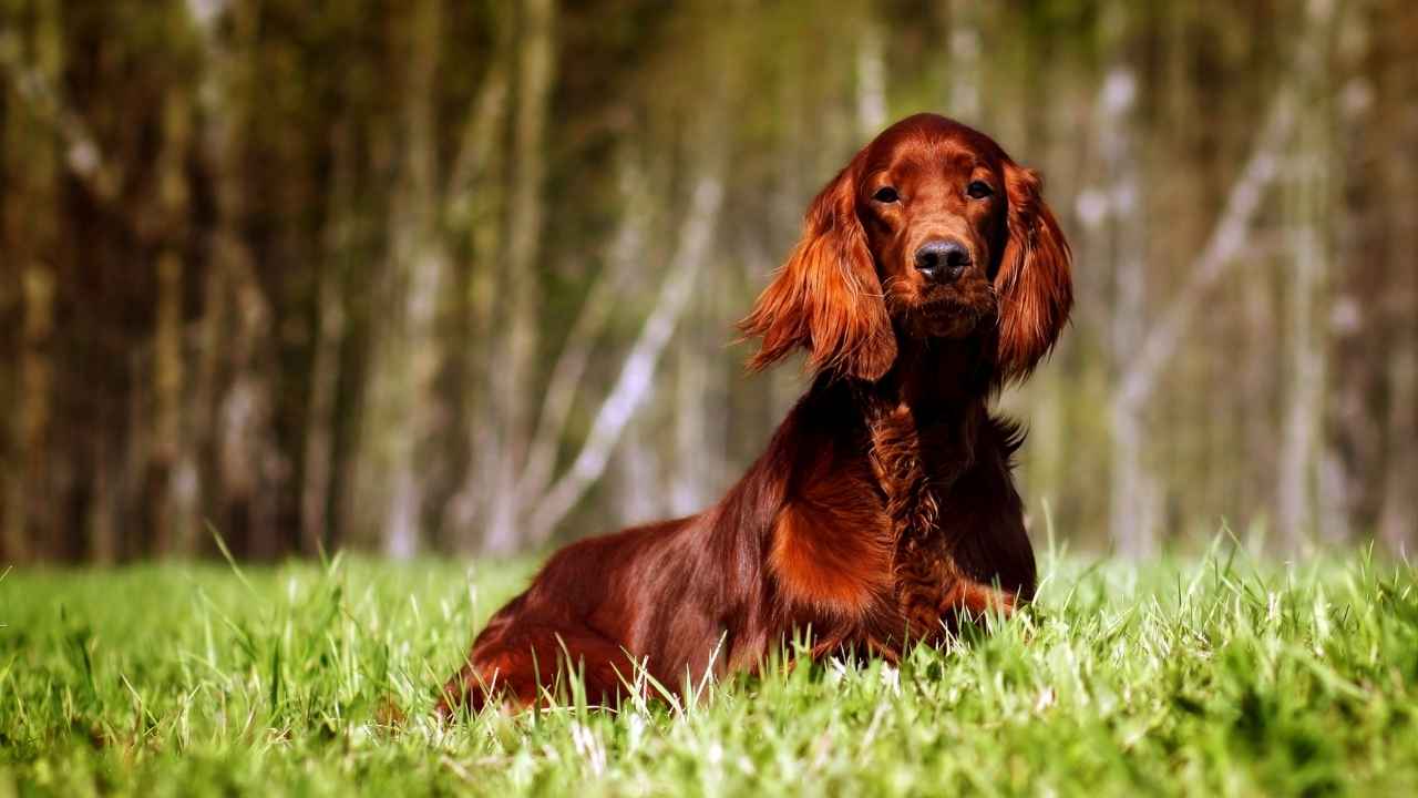 Irish Setter