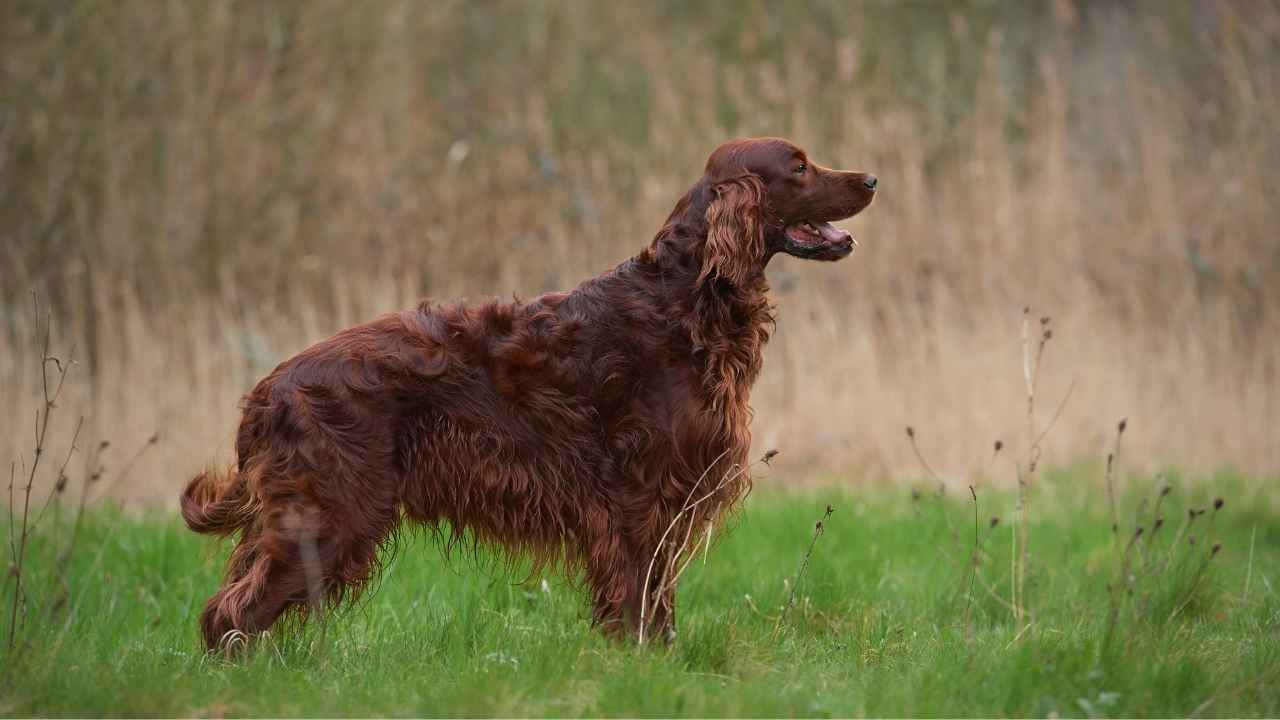 Irish Setter