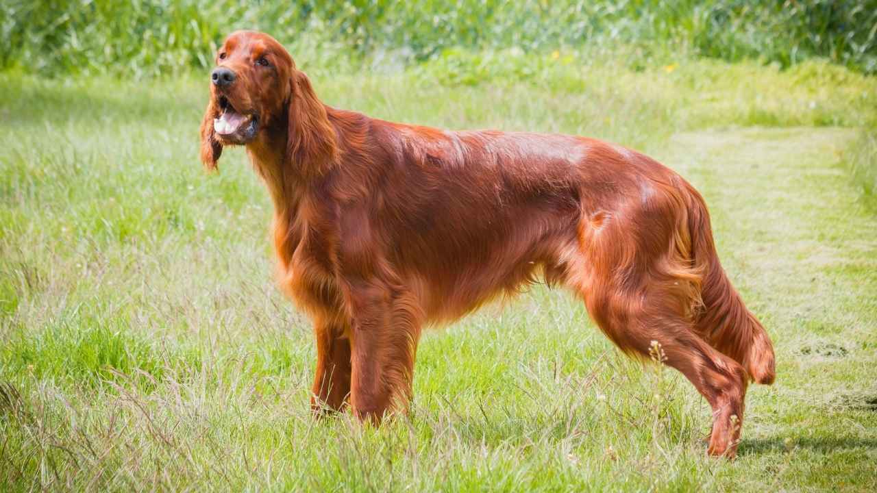 Irish Setter