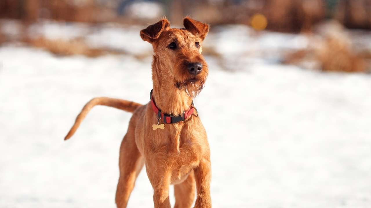 Irish Terrier