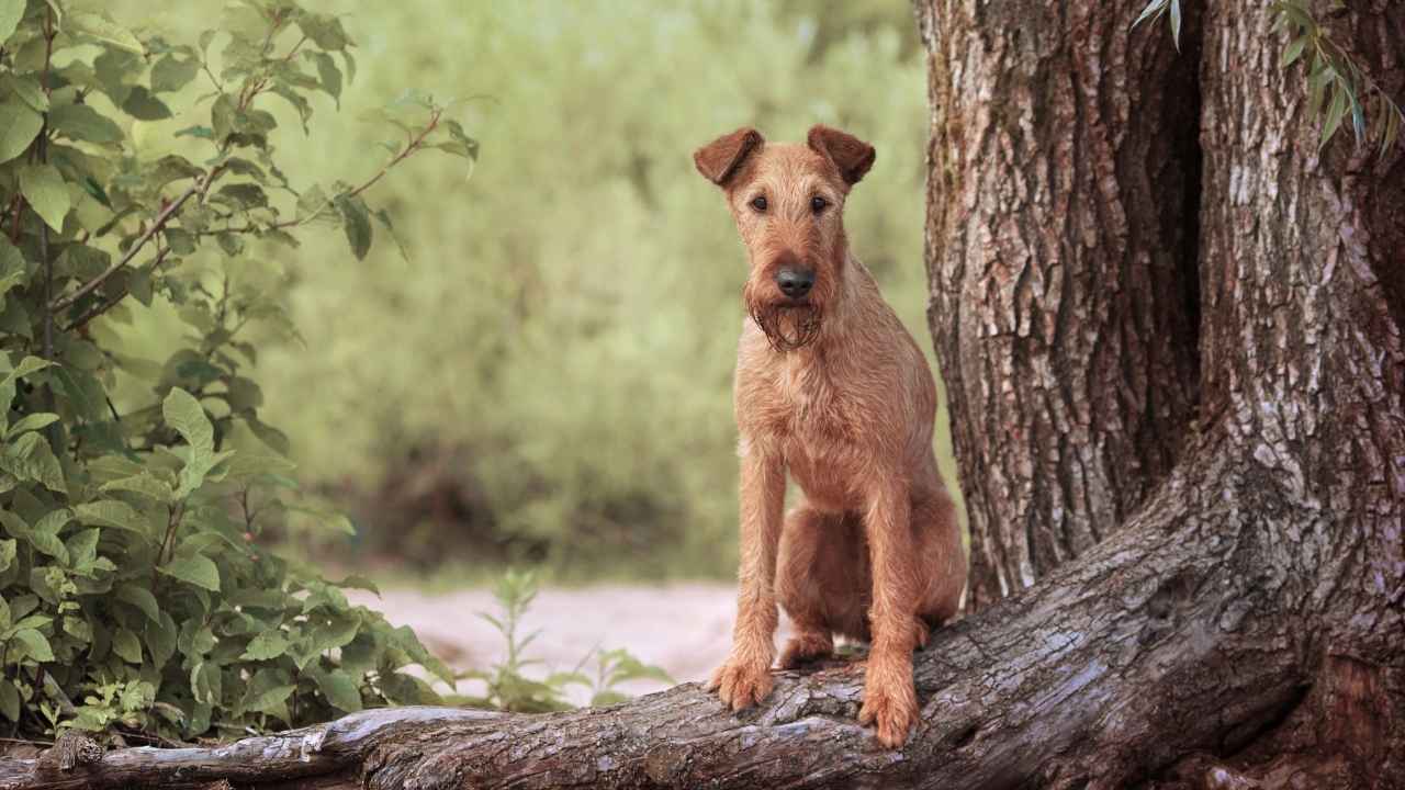 Irish Terrier