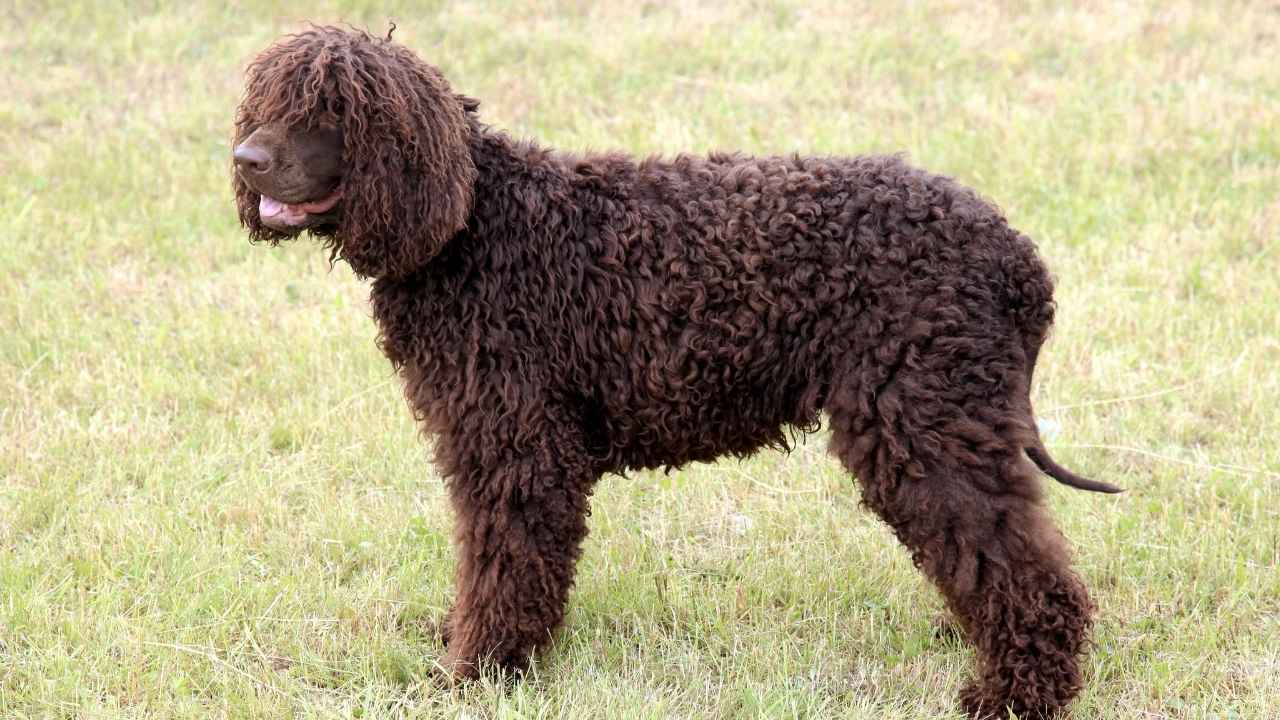 Irish Water Spaniel