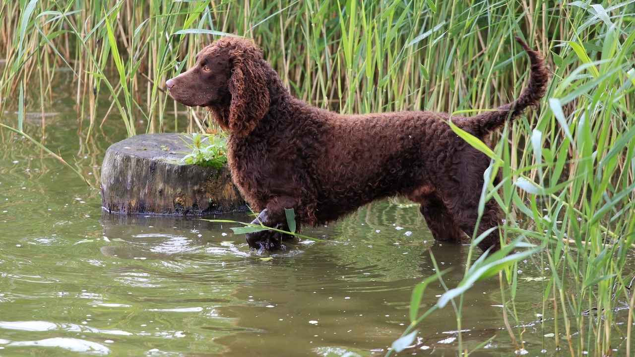 Irish Water Spaniel