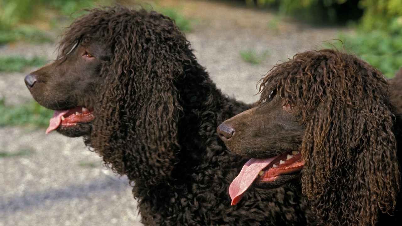 Irish Water Spaniel