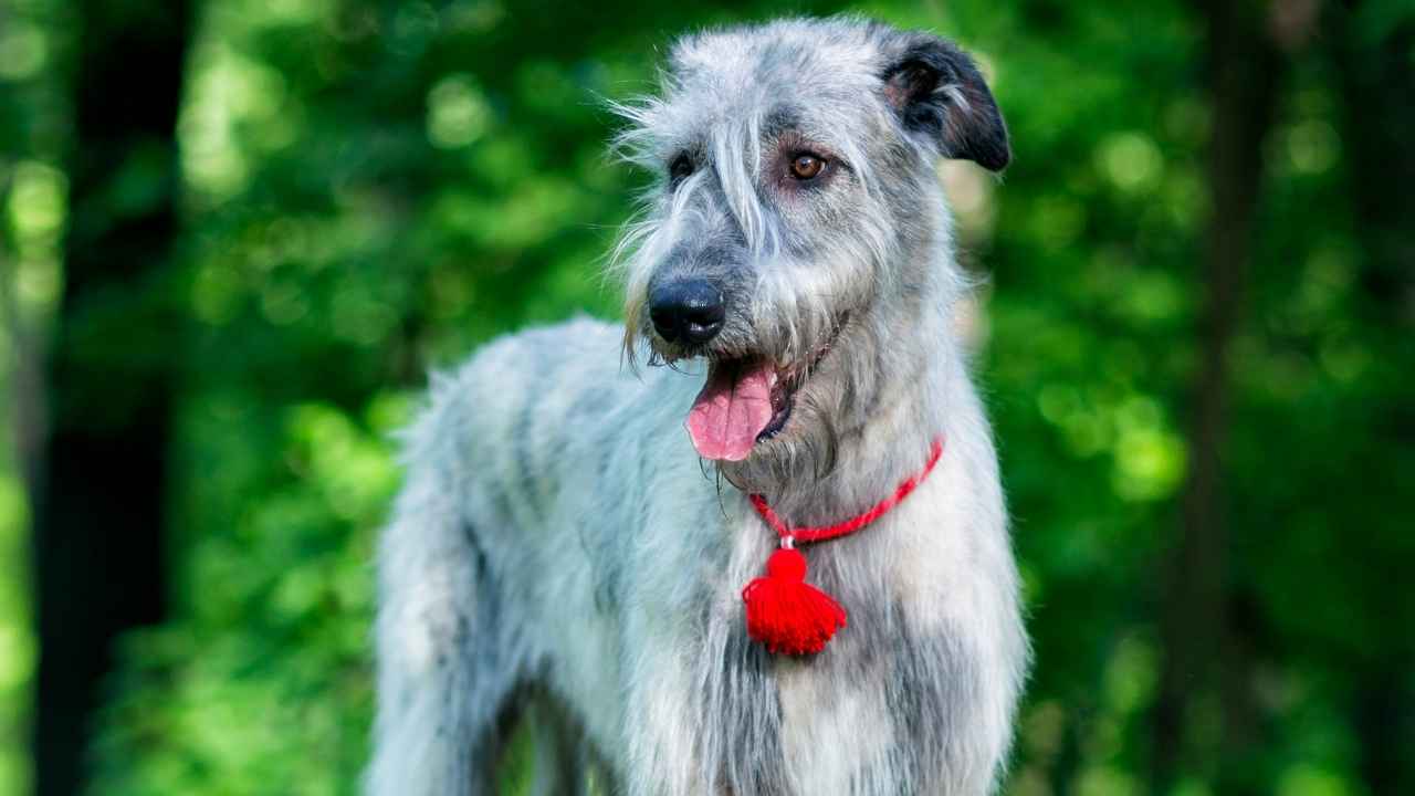 Irish Wolfhound