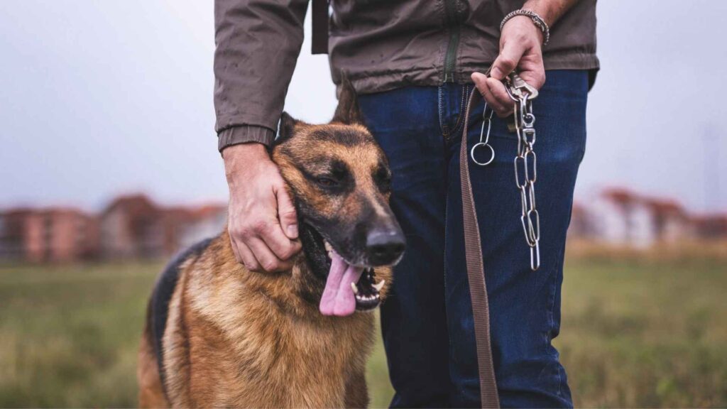 Is a German Shepherd the Right Breed for You?