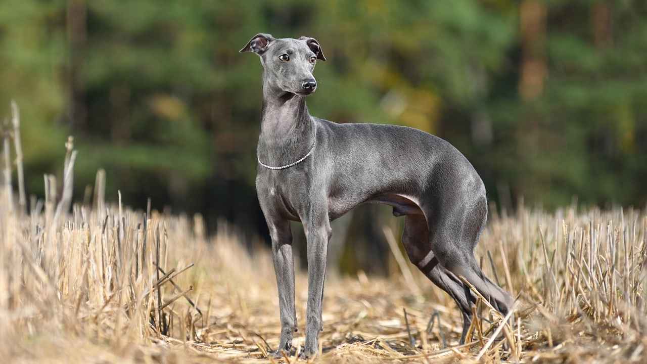 Italian Greyhound