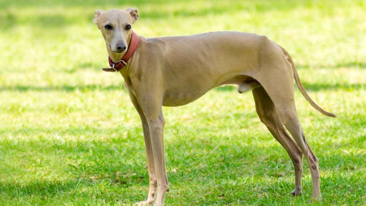 Italian Greyhound