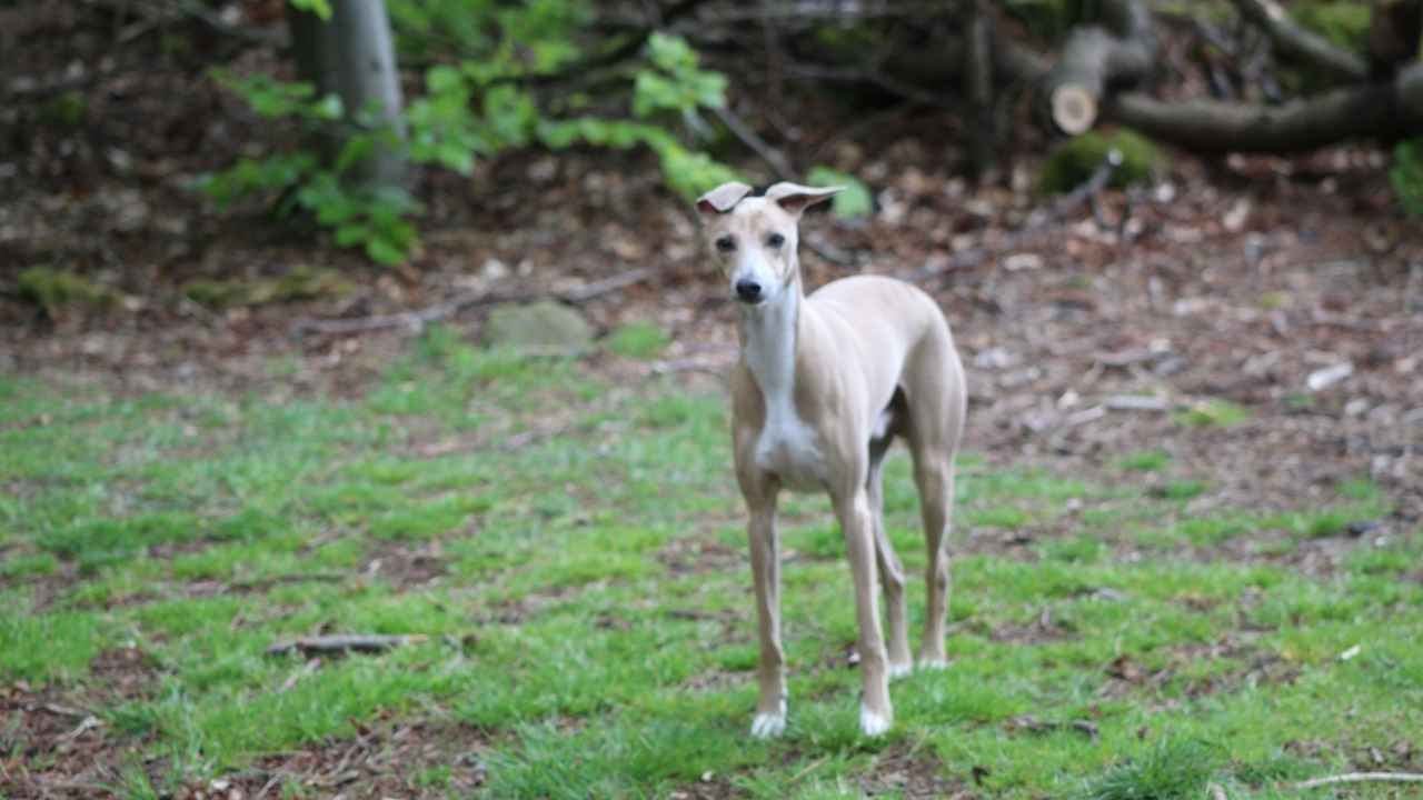 Italian Greyhound