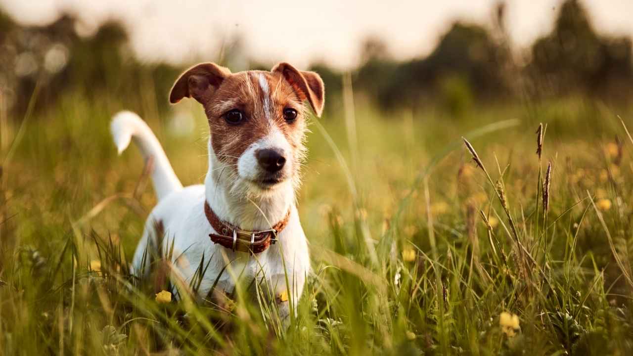 Jack Russell Terrier