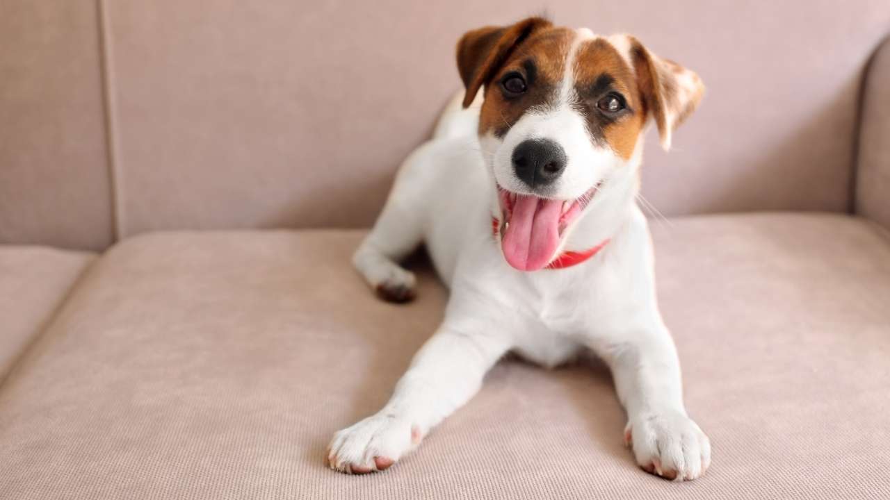 Jack Russell Terrier