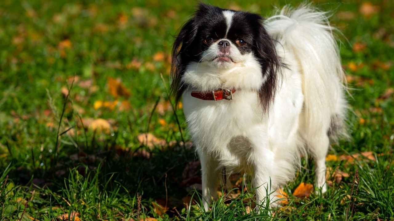 Japanese Chin