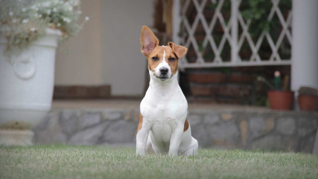 Russell Terrier