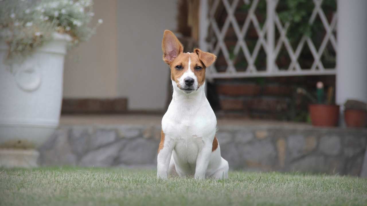 Jack Russell Terrier