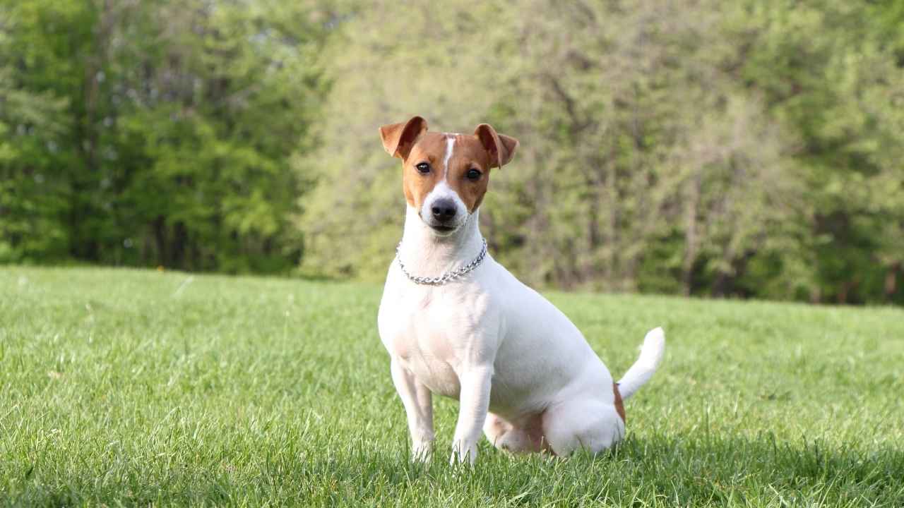 Jack Russell Terrier