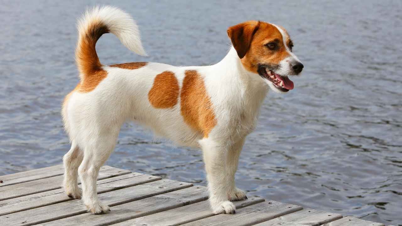 Jack Russell Terrier