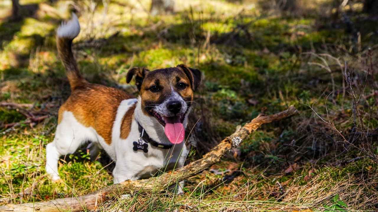 Jack Russell Terrier