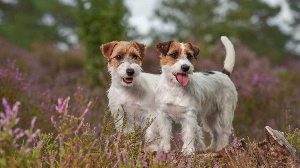 . Russell Terrier