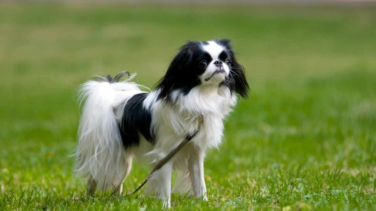 Japanese Chin