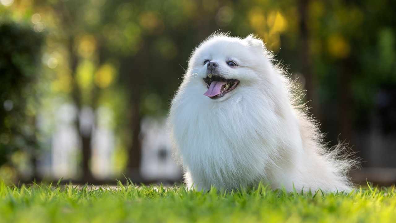 Japanese Spitz