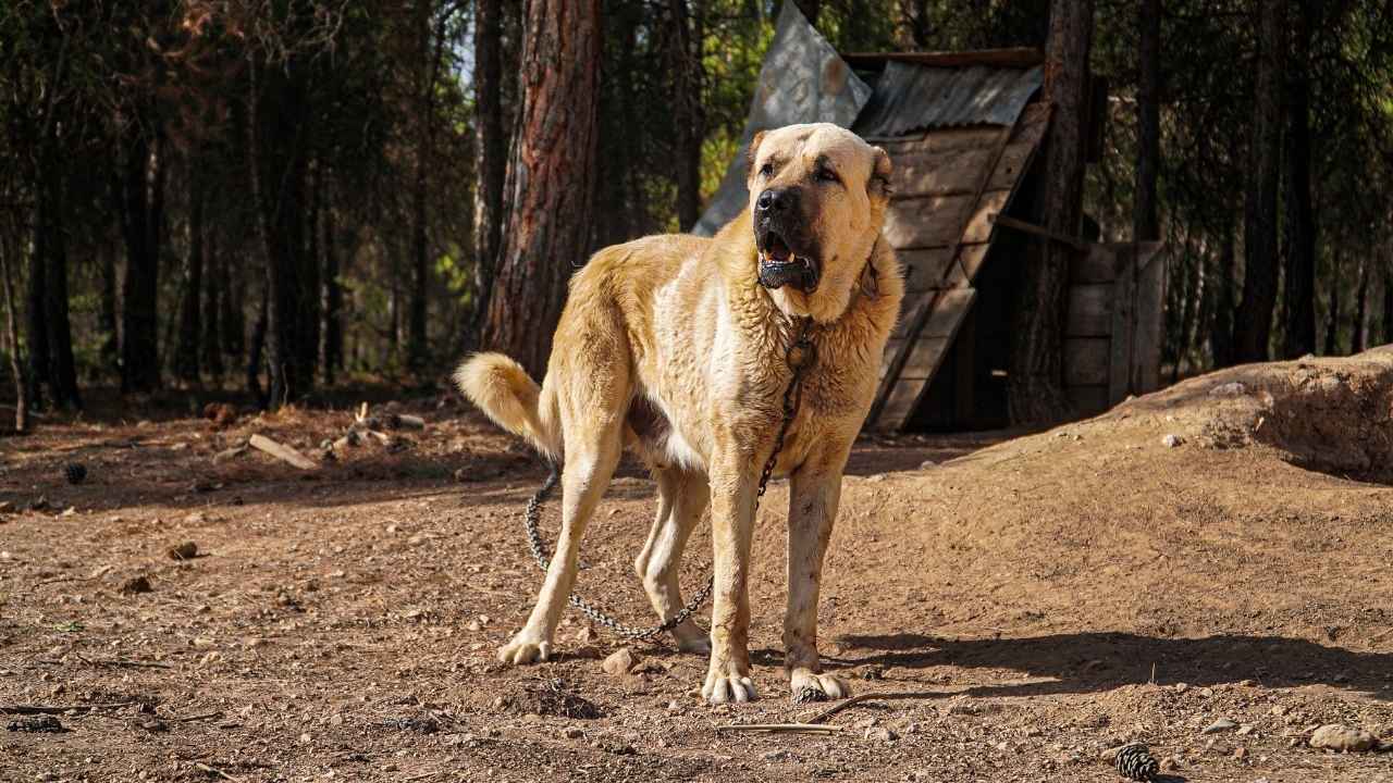 Kangal