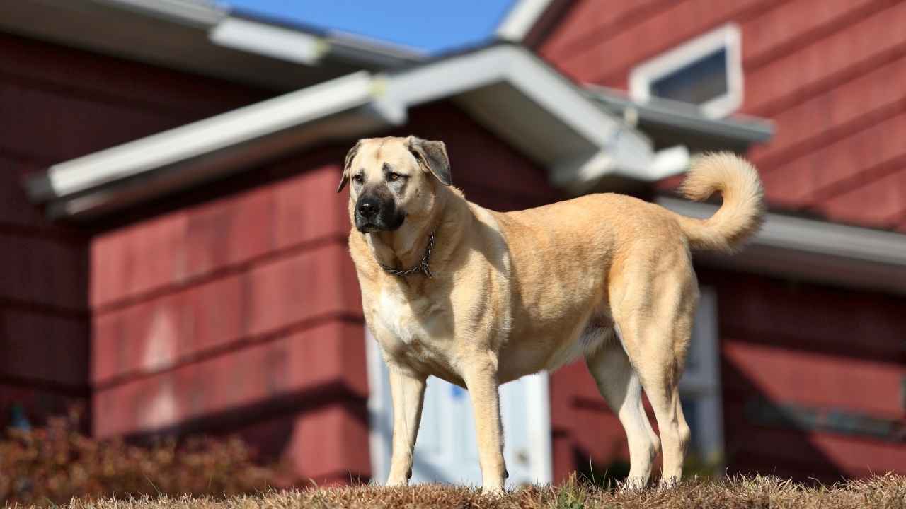 Kangal