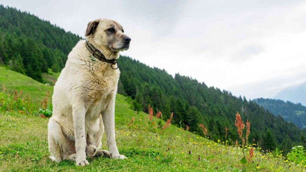 Kangal 