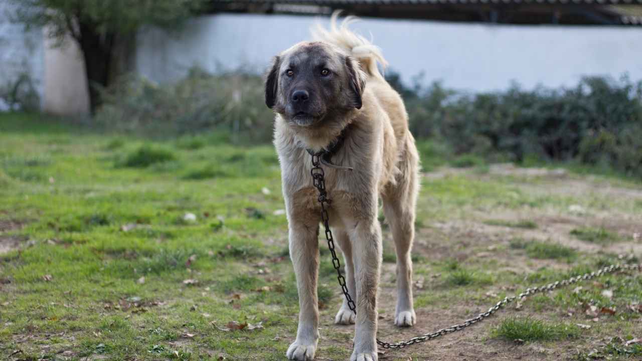 Kangal