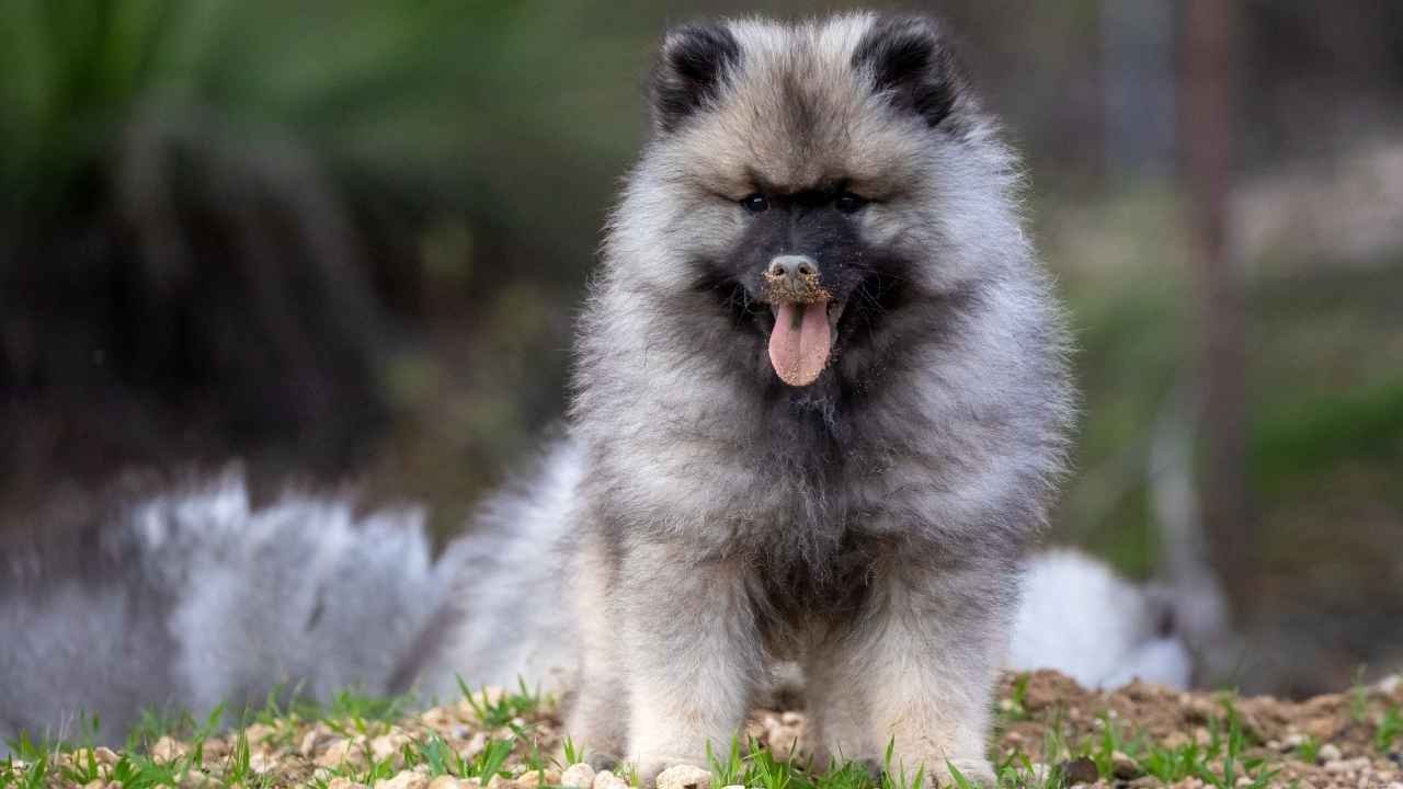 Keeshond